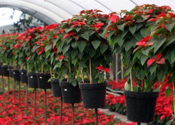 Optan por catálogo virtual para promoción y venta de Flor de Nochebuena