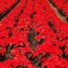 Promoverán venta de 2.62 millones flores de Nochebuena producidas en Puebla