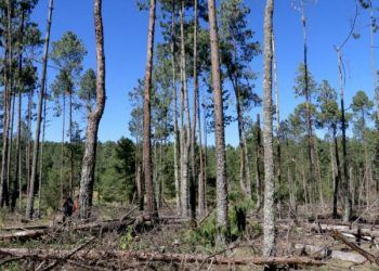 Buscan inhibir tala clandestina en Ahuazotepec