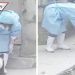 Pequeño panda sigue a su cuidadora para evitar que lo deje solo (VIDEO)