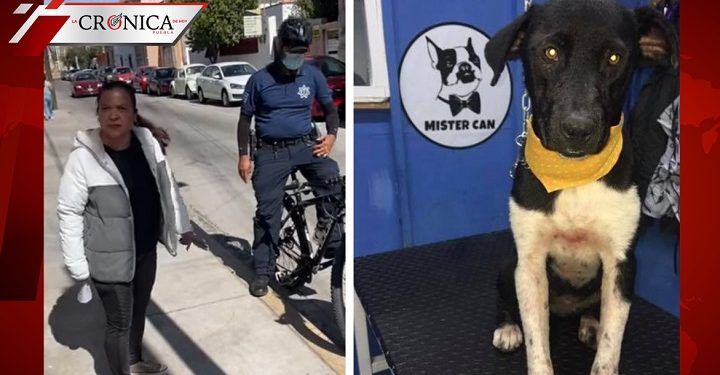 #LadySemáforoRojo: la mujer que critica a joven por alimentar a perro de la calle