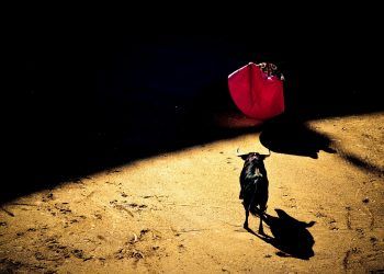 Movimiento Animalista de Puebla recibe amenazas por postura contra las corridas de toros