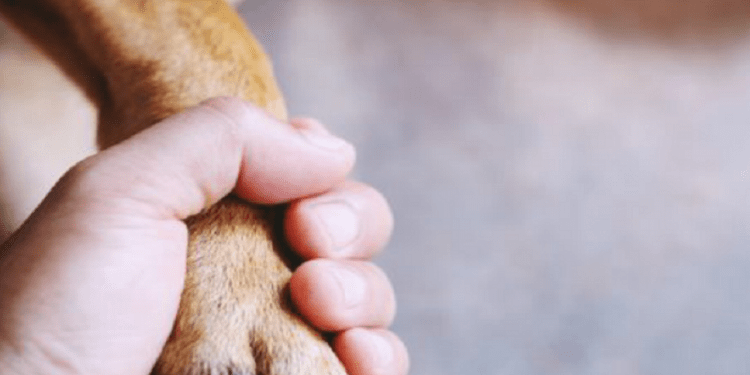 La muerte de un animal de compañía