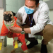 Harley, un pug en el hospital