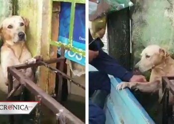 salvan a lomito de morir ahogado