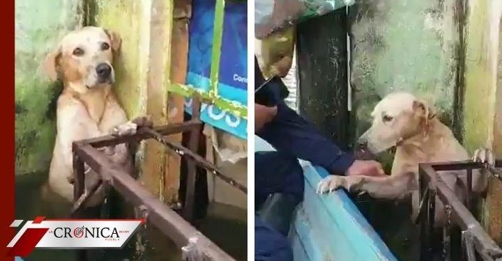 salvan a lomito de morir ahogado