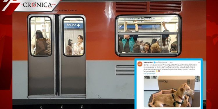 Metro de CDMX crea lista de deseos en Amazon para ayudar a perritos de la calle