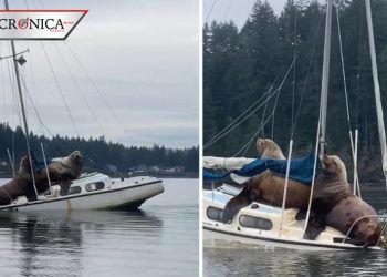 Captan a leones marinos paseando en lancha en Estados Unidos (VIDEO)