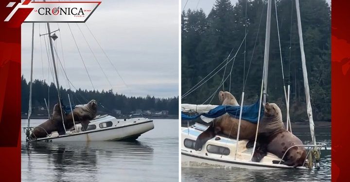 Captan a leones marinos paseando en lancha en Estados Unidos (VIDEO)