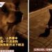 Perrito conmueve a redes por llorar después de que recibió comida en China