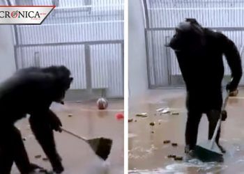Difunden video de chimpancé de Estonia barriendo y limpiando su jaula