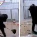 Difunden video de chimpancé de Estonia barriendo y limpiando su jaula