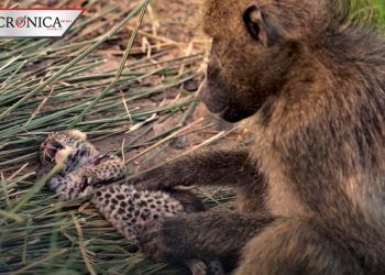 ¿Rafiki, eres tú? Babuino cuida a leopardo como si fuera su hijo en Sudáfrica