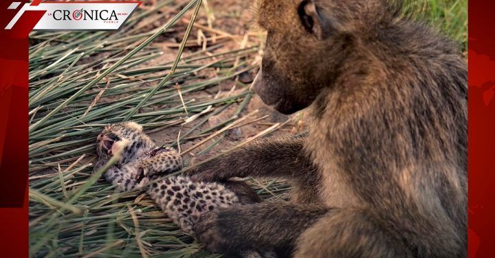 ¿Rafiki, eres tú? Babuino cuida a leopardo como si fuera su hijo en Sudáfrica