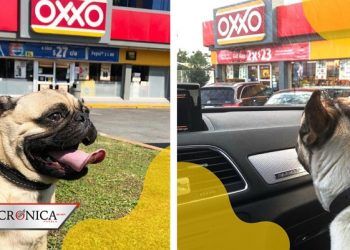 Captan a empleados del OXXO construyendo casa para perro después de adoptarlo