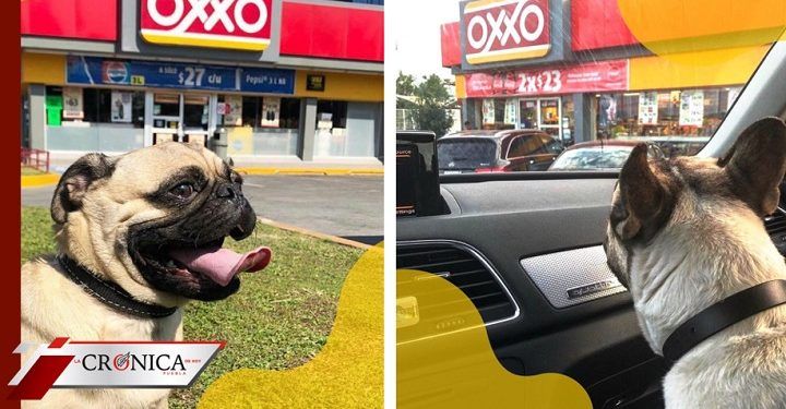 Captan a empleados del OXXO construyendo casa para perro después de adoptarlo