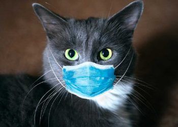 Celebran cumpleaños de su gato y se contagian de COVID