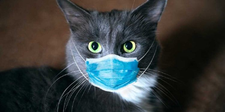 Celebran cumpleaños de su gato y se contagian de COVID