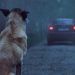 Por temor a COVID incrementa el abandono de mascotas en México