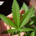 DOF publica reglamento para uso medicinal de mariguana