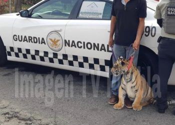 Hallan y rescatan al tigre de «La Libertad» en Acatzingo 