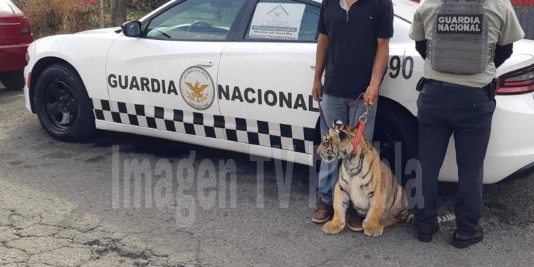 Hallan y rescatan al tigre de «La Libertad» en Acatzingo