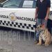 Hallan y rescatan al tigre de «La Libertad» en Acatzingo 