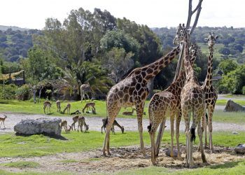 Ya podrás recorrer Africam Safari en bicicleta 