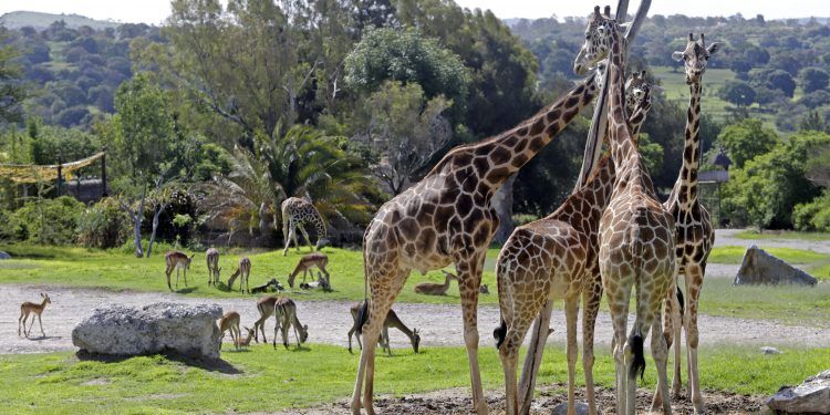 Ya podrás recorrer Africam Safari en bicicleta 