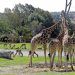 Ya podrás recorrer Africam Safari en bicicleta 