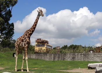 ¡Owww! Nace jirafa en Africam Safari