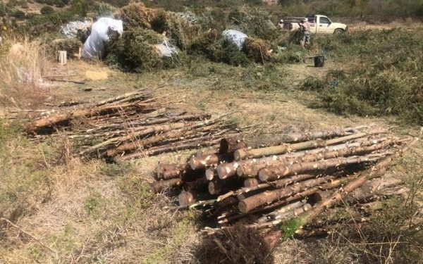 Ayuntamiento de San Pedro Cholula ha recolectado 200 árboles navideños