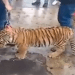 Buscan a tigre adoptado como mascota en La Libertad; será confiscado
