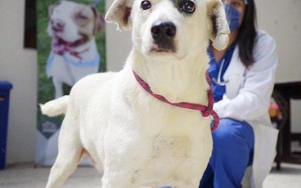 Pondrán en adopción a “Ningo” perrito que sufrió de crueldad animal en Huehuetlán
