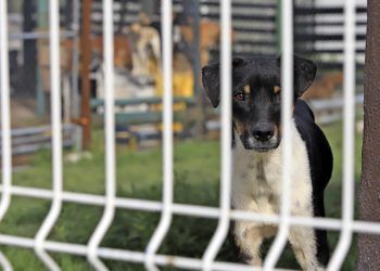 Incrementa el abandono de mascotas en la ciudad de Puebla por pandemia