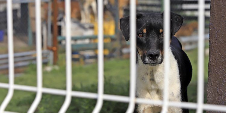 Incrementa el abandono de mascotas en la ciudad de Puebla por pandemia