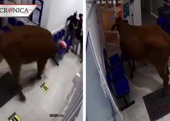 Vaca embiste a ciudadanos después de entrar a sala de urgencias en Colombia