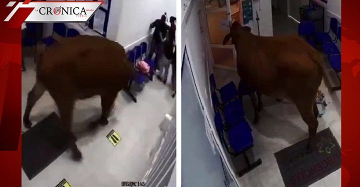 Vaca embiste a ciudadanos después de entrar a sala de urgencias en Colombia