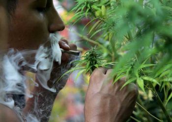 Senado daría luz verde a legalización de marihuana