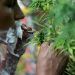 Senado daría luz verde a legalización de marihuana