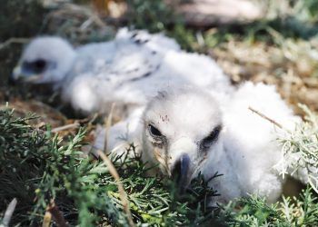 Crías de águila real nacen en Africam Safari