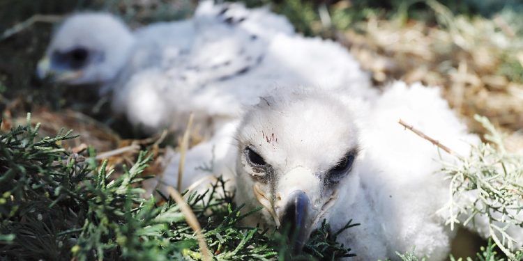 Crías de águila real nacen en Africam Safari