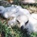 Crías de águila real nacen en Africam Safari