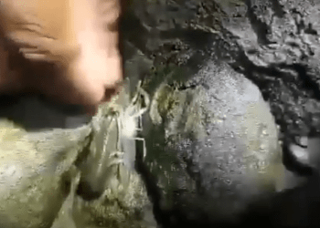 Pescadores de Cuetzalan denuncian envenenamiento del río Apulco
