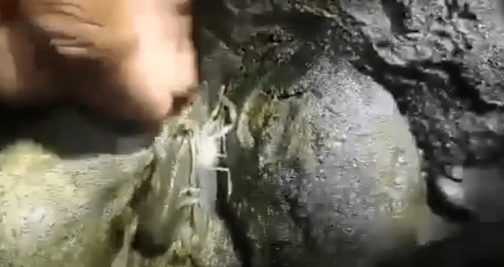 Pescadores de Cuetzalan denuncian envenenamiento del río Apulco