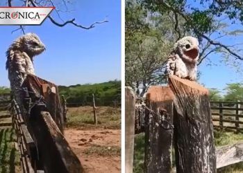 Pájaro fantasma espanta a mujer en Colombia por emitir sonidos similares a lamentos
