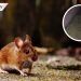 Reportan plaga de ratones en cultivos de Australia (VIDEO)