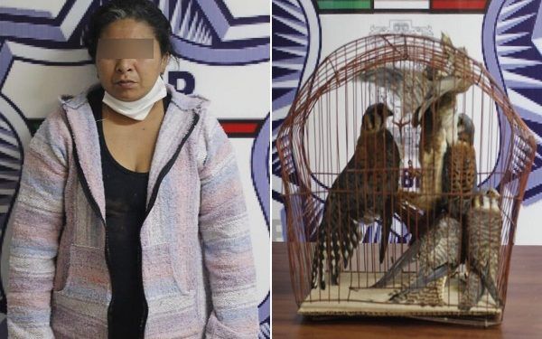 Mujer es detenida por traficar animales silvestres en Puebla vía Facebook