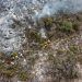 Incendio en área forestal de Tlacotepec de Benito Juárez está controlado
