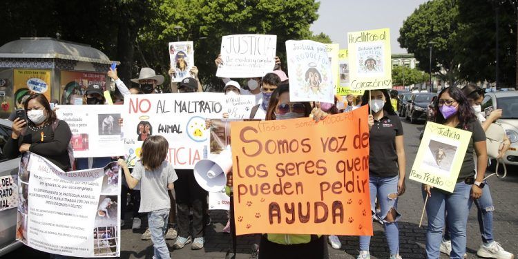 Exigen fin al maltrato animal y castigo para responsables